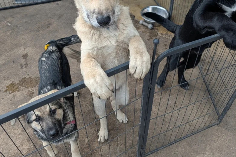 Akita