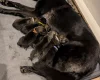 Akita