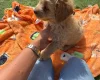 Miniature Poodle