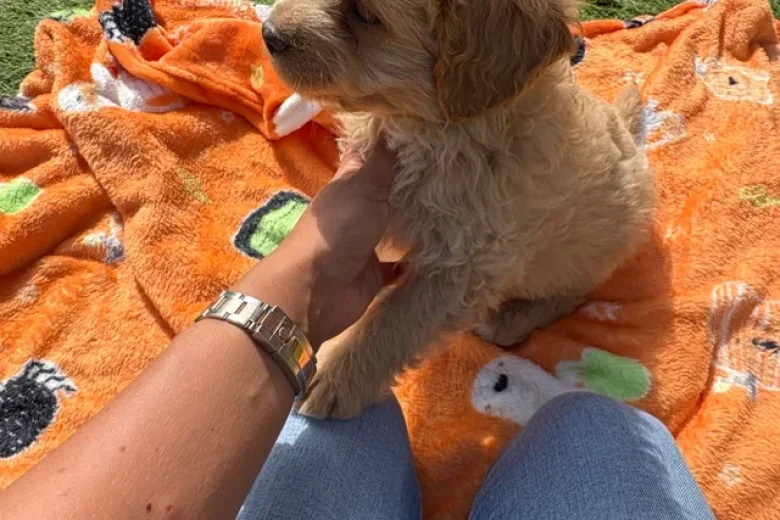 Miniature Poodle