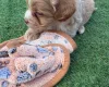 Miniature Poodle