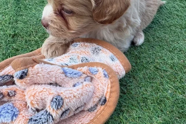 Miniature Poodle