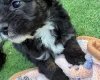 Miniature Poodle