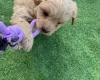 Miniature Poodle