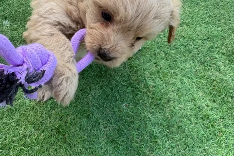 Miniature Poodle