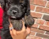 Miniature Poodle
