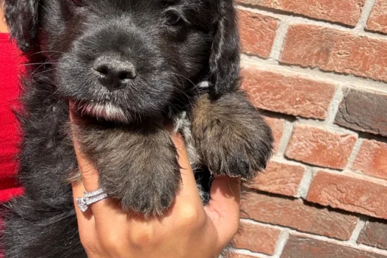 Miniature Poodle