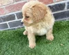 Miniature Poodle
