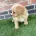 Miniature Poodle