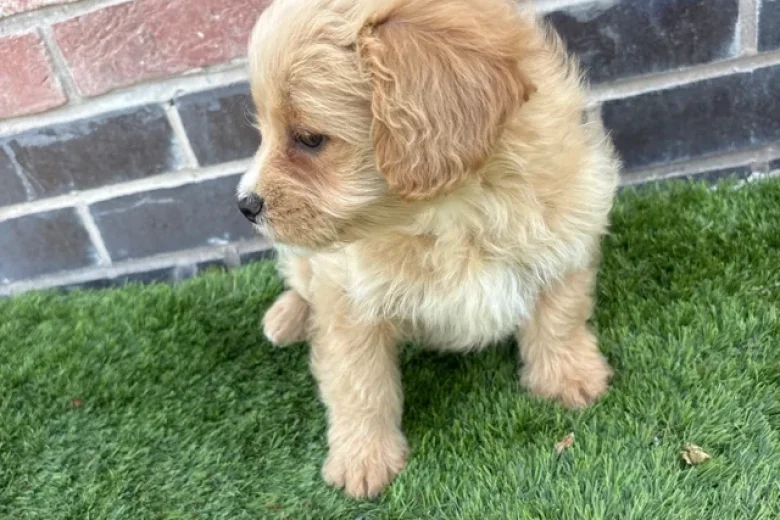 Miniature Poodle