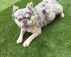 Miniature Poodle