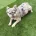 Miniature Poodle
