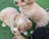 Miniature Poodle