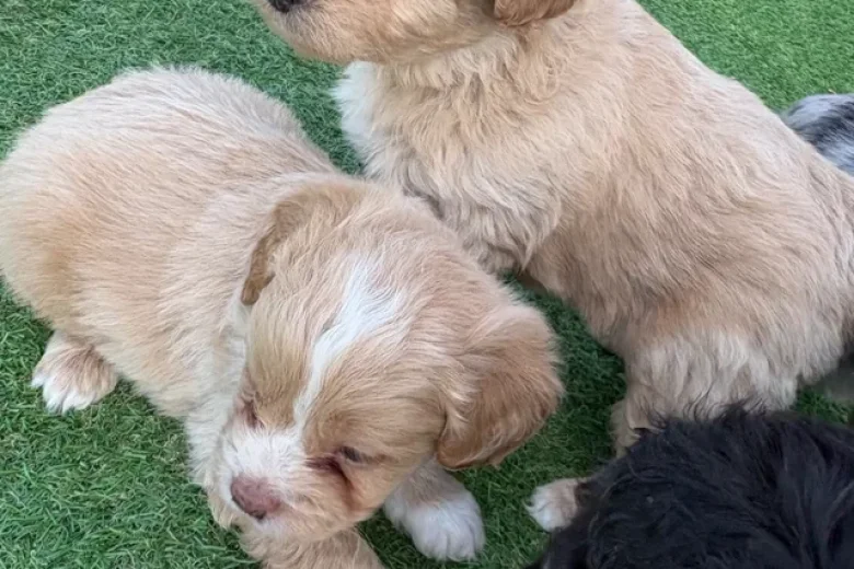 Miniature Poodle
