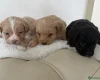 Miniature Poodle