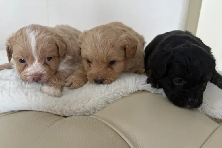 Miniature Poodle