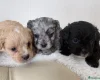 Miniature Poodle