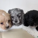 Miniature Poodle