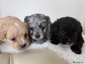 Miniature Poodle