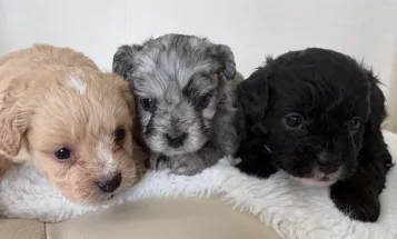 Miniature Poodle
