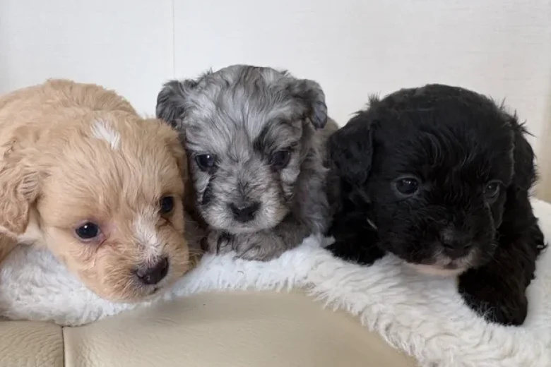 Miniature Poodle
