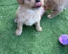 Miniature Poodle