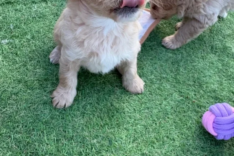 Miniature Poodle