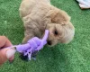 Miniature Poodle