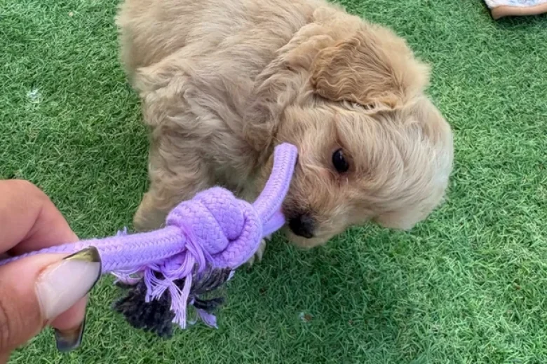 Miniature Poodle