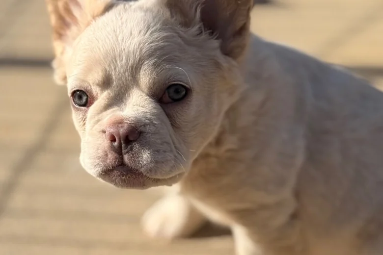 French Bulldog
