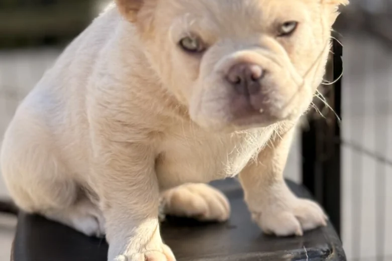 French Bulldog