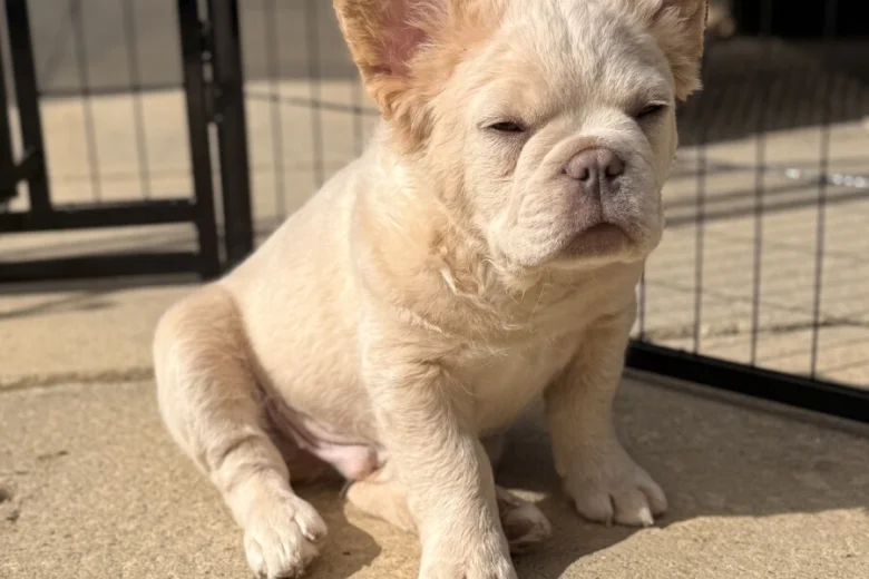French Bulldog
