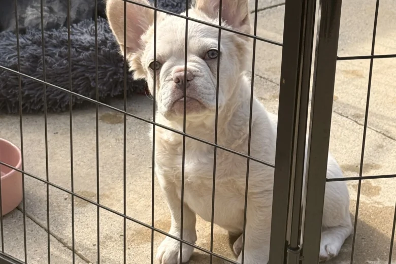French Bulldog