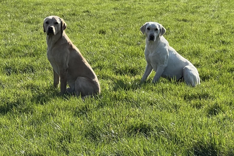 Labrador Retriever
