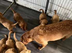 Labrador Retriever