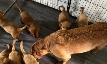Labrador Retriever