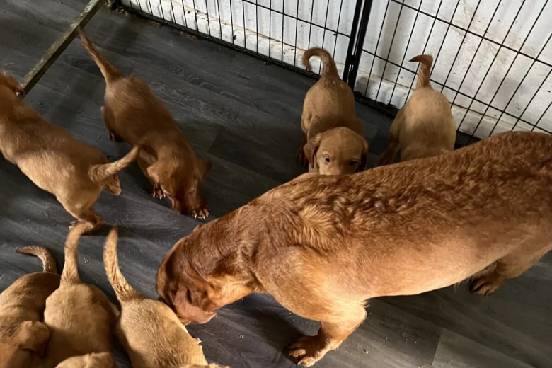 Labrador Retriever