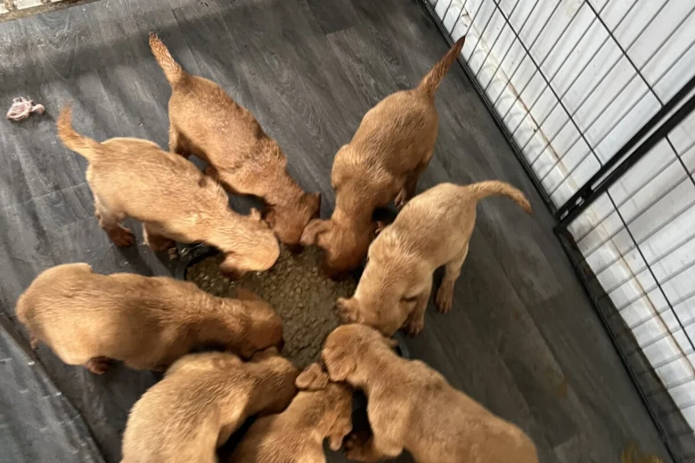 Labrador Retriever