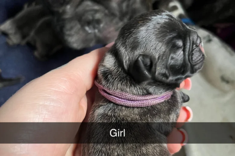 French Bulldog