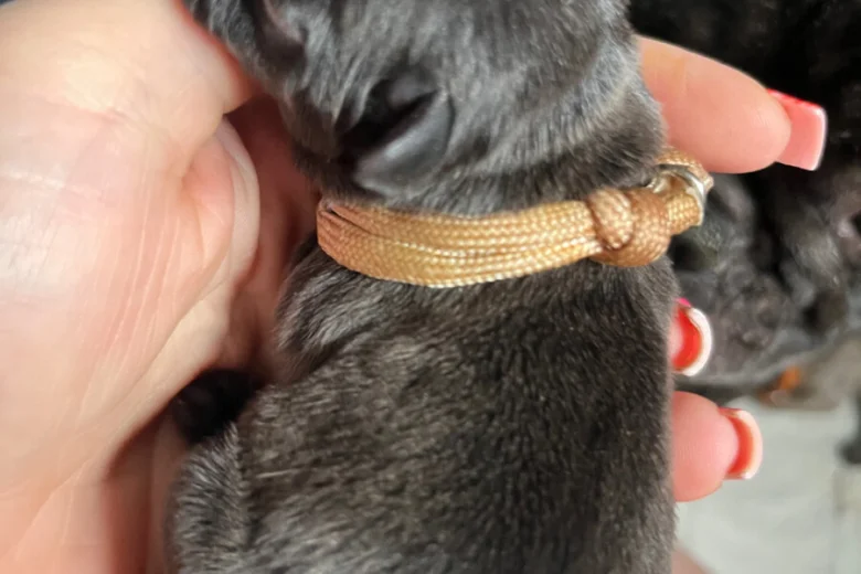 French Bulldog