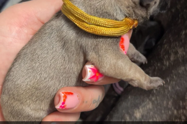 French Bulldog