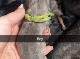 French Bulldog