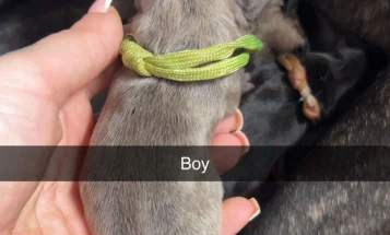 French Bulldog