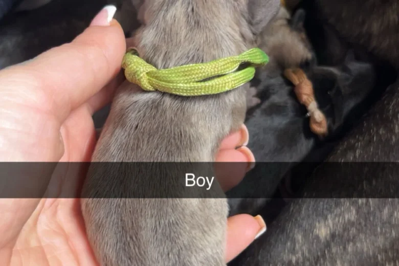 French Bulldog