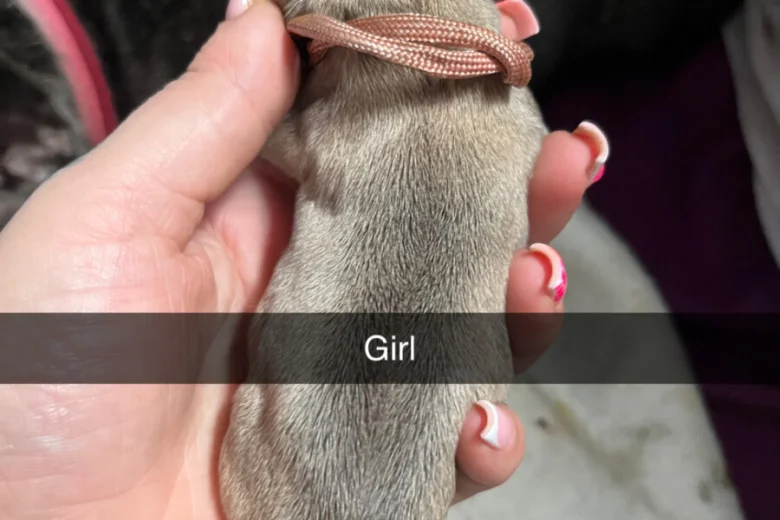 French Bulldog