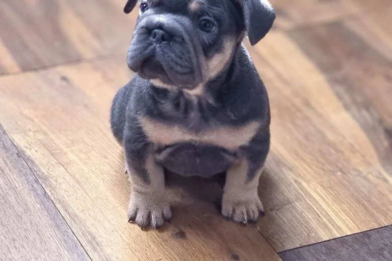 French Bulldog