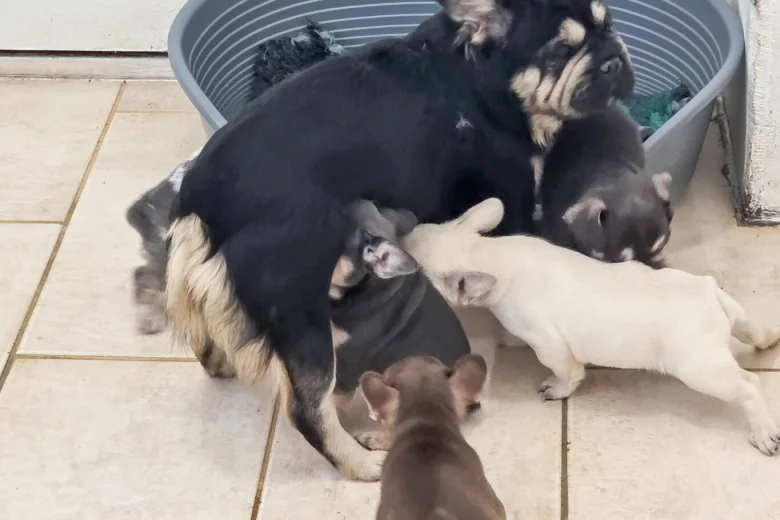 French Bulldog