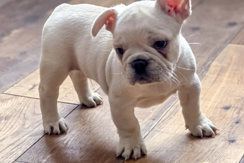 French Bulldog