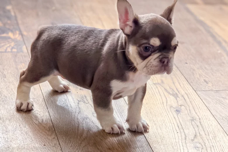 French Bulldog
