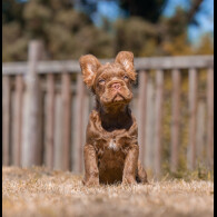 French Bulldog